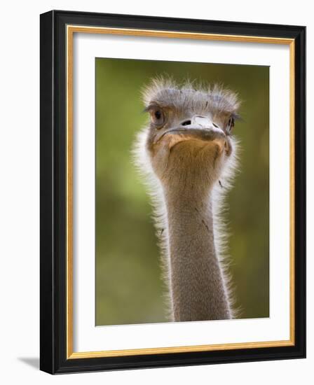 Ostrich, Lewa Wildlife Conservancy, Kenya-Demetrio Carrasco-Framed Photographic Print