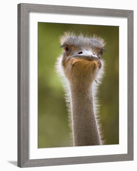 Ostrich, Lewa Wildlife Conservancy, Kenya-Demetrio Carrasco-Framed Photographic Print