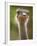 Ostrich, Lewa Wildlife Conservancy, Kenya-Demetrio Carrasco-Framed Photographic Print