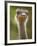 Ostrich, Lewa Wildlife Conservancy, Kenya-Demetrio Carrasco-Framed Photographic Print