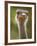 Ostrich, Lewa Wildlife Conservancy, Kenya-Demetrio Carrasco-Framed Photographic Print