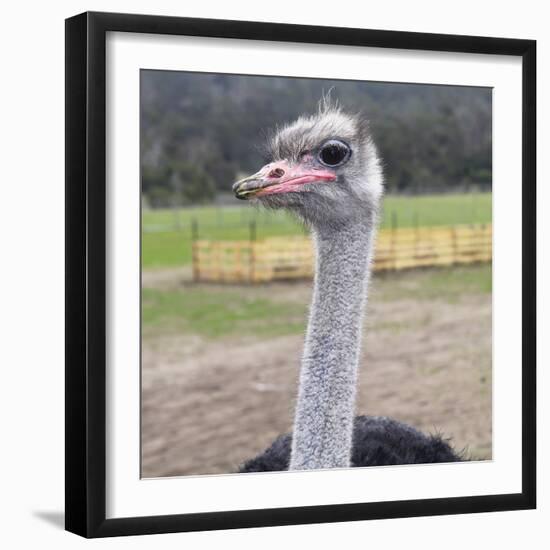 Ostrich Look-Incredi-Framed Giclee Print