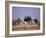 Ostrich Male and Female Courtship Behaviour (Struthio Camelus) Etosha National Park, Namibia-Tony Heald-Framed Photographic Print