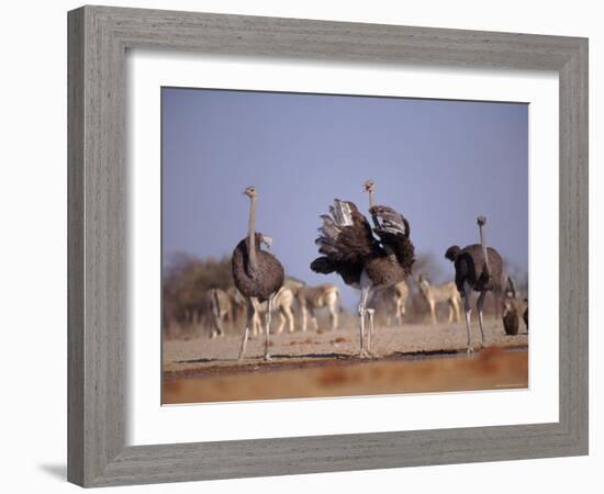 Ostrich Male and Female Courtship Behaviour (Struthio Camelus) Etosha National Park, Namibia-Tony Heald-Framed Photographic Print