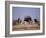 Ostrich Male and Female Courtship Behaviour (Struthio Camelus) Etosha National Park, Namibia-Tony Heald-Framed Photographic Print