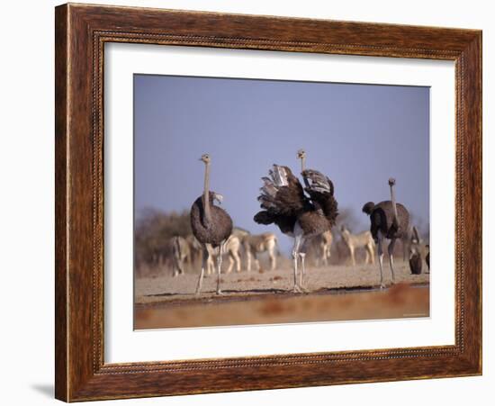 Ostrich Male and Female Courtship Behaviour (Struthio Camelus) Etosha National Park, Namibia-Tony Heald-Framed Photographic Print