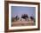 Ostrich Male and Female Courtship Behaviour (Struthio Camelus) Etosha National Park, Namibia-Tony Heald-Framed Photographic Print