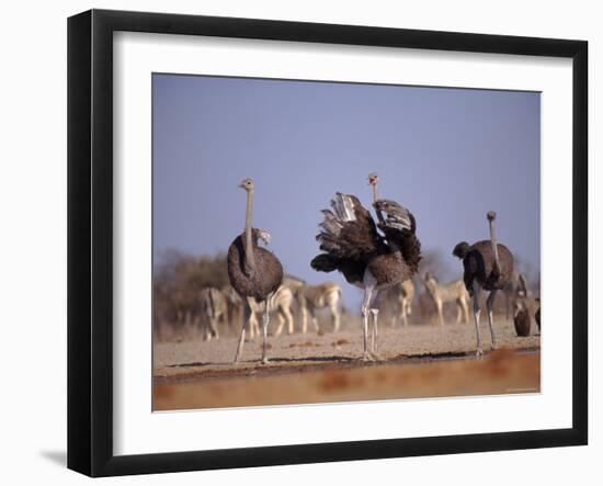 Ostrich Male and Female Courtship Behaviour (Struthio Camelus) Etosha National Park, Namibia-Tony Heald-Framed Photographic Print