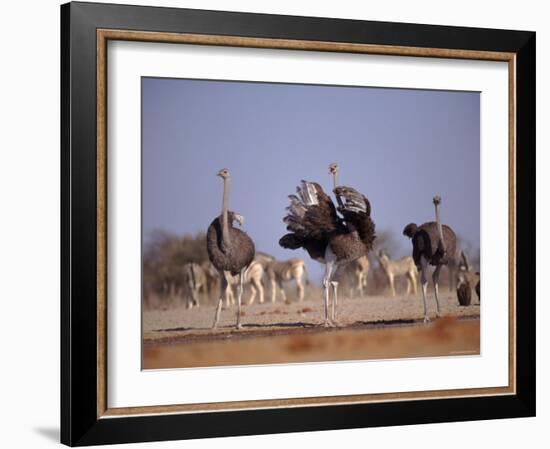 Ostrich Male and Female Courtship Behaviour (Struthio Camelus) Etosha National Park, Namibia-Tony Heald-Framed Photographic Print