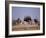 Ostrich Male and Female Courtship Behaviour (Struthio Camelus) Etosha National Park, Namibia-Tony Heald-Framed Photographic Print