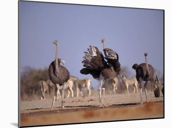 Ostrich Male and Female Courtship Behaviour (Struthio Camelus) Etosha National Park, Namibia-Tony Heald-Mounted Photographic Print