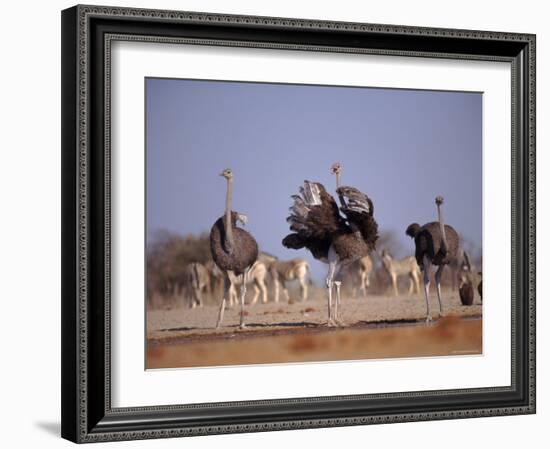 Ostrich Male and Female Courtship Behaviour (Struthio Camelus) Etosha National Park, Namibia-Tony Heald-Framed Photographic Print