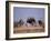 Ostrich Male and Female Courtship Behaviour (Struthio Camelus) Etosha National Park, Namibia-Tony Heald-Framed Photographic Print