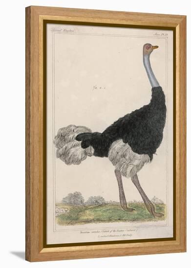 Ostrich of the Eastern Continent-null-Framed Stretched Canvas