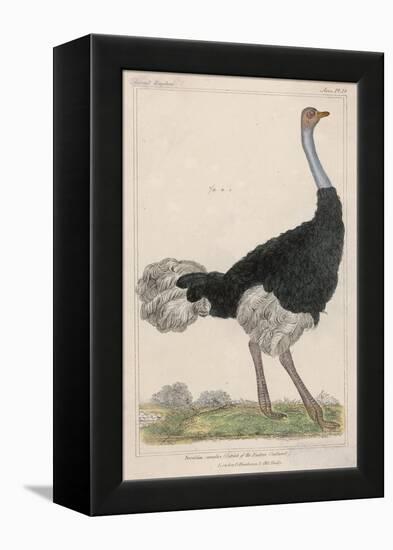 Ostrich of the Eastern Continent-null-Framed Stretched Canvas