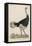 Ostrich of the Eastern Continent-null-Framed Stretched Canvas