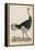 Ostrich of the Eastern Continent-null-Framed Stretched Canvas