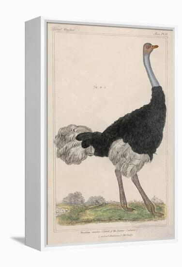 Ostrich of the Eastern Continent-null-Framed Stretched Canvas