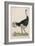 Ostrich of the Eastern Continent-null-Framed Art Print