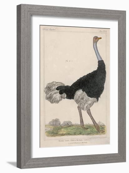 Ostrich of the Eastern Continent-null-Framed Art Print