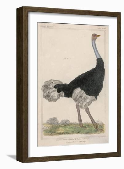 Ostrich of the Eastern Continent-null-Framed Art Print