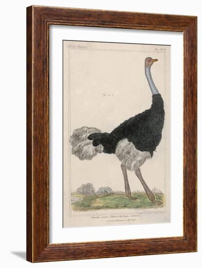 Ostrich of the Eastern Continent-null-Framed Art Print