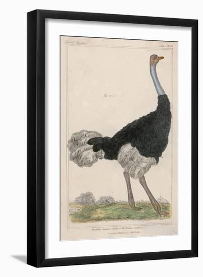 Ostrich of the Eastern Continent-null-Framed Art Print