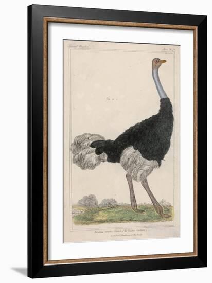 Ostrich of the Eastern Continent-null-Framed Art Print