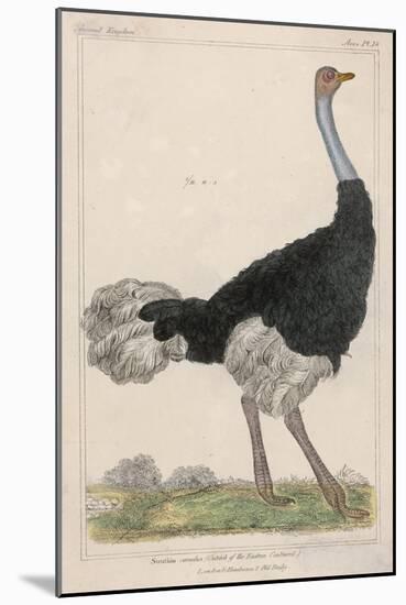 Ostrich of the Eastern Continent-null-Mounted Art Print