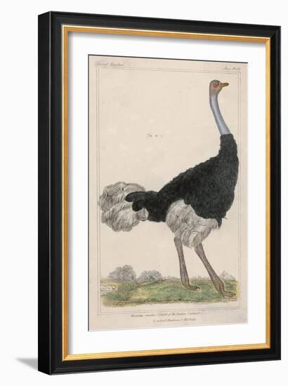 Ostrich of the Eastern Continent-null-Framed Art Print