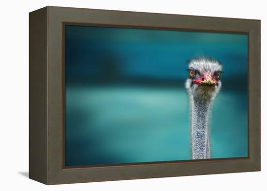Ostrich Protecting Two Poor Chicken from the Wind-Piet Flour-Framed Premier Image Canvas
