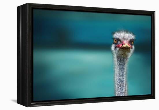 Ostrich Protecting Two Poor Chicken from the Wind-Piet Flour-Framed Premier Image Canvas