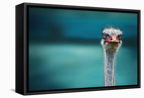 Ostrich Protecting Two Poor Chicken from the Wind-Piet Flour-Framed Premier Image Canvas