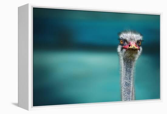 Ostrich Protecting Two Poor Chicken from the Wind-Piet Flour-Framed Premier Image Canvas