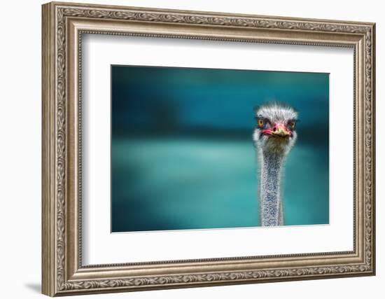 Ostrich Protecting Two Poor Chicken from the Wind-Piet Flour-Framed Photographic Print