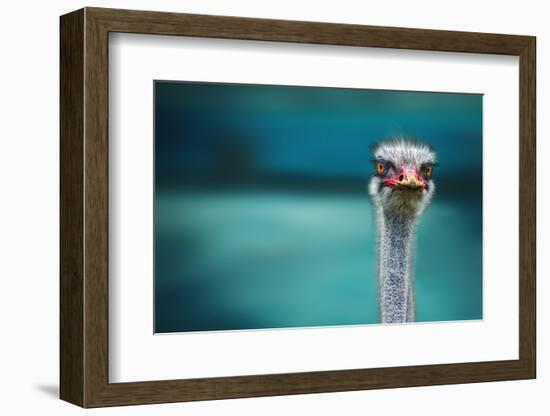 Ostrich Protecting Two Poor Chicken from the Wind-Piet Flour-Framed Photographic Print