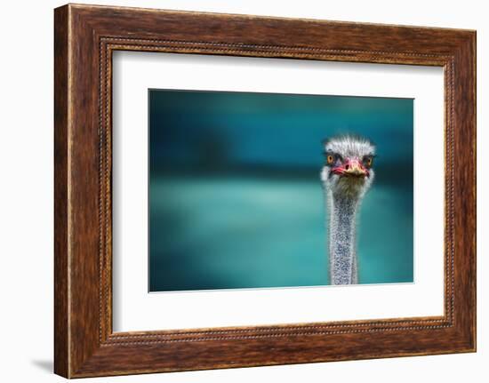 Ostrich Protecting Two Poor Chicken from the Wind-Piet Flour-Framed Photographic Print