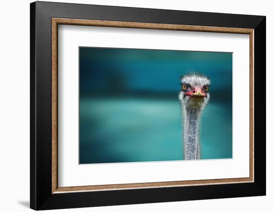 Ostrich Protecting Two Poor Chicken from the Wind-Piet Flour-Framed Photographic Print