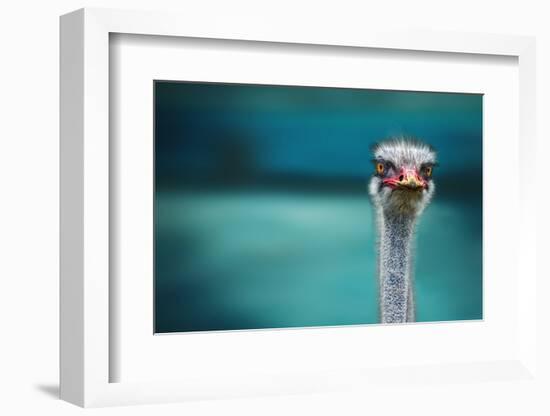 Ostrich Protecting Two Poor Chicken from the Wind-Piet Flour-Framed Photographic Print