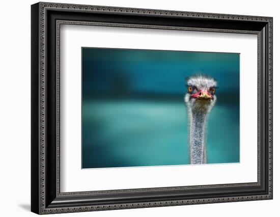 Ostrich Protecting Two Poor Chicken from the Wind-Piet Flour-Framed Photographic Print