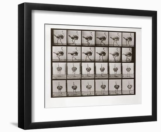 Ostrich Running, Plate 772 from Animal Locomotion, 1887 (B/W Photo)-Eadweard Muybridge-Framed Giclee Print