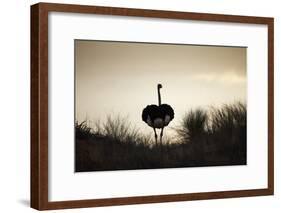 Ostrich Silhouette, South Africa-Richard Du Toit-Framed Photographic Print