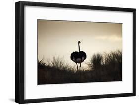 Ostrich Silhouette, South Africa-Richard Du Toit-Framed Photographic Print