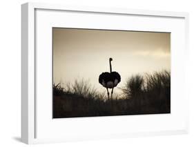 Ostrich Silhouette, South Africa-Richard Du Toit-Framed Photographic Print