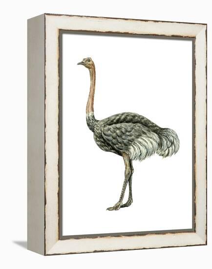 Ostrich (Struthio Camelus), Birds-Encyclopaedia Britannica-Framed Stretched Canvas