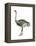 Ostrich (Struthio Camelus), Birds-Encyclopaedia Britannica-Framed Stretched Canvas