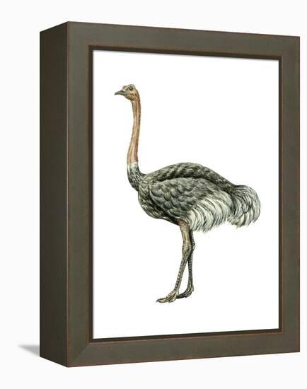 Ostrich (Struthio Camelus), Birds-Encyclopaedia Britannica-Framed Stretched Canvas