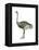 Ostrich (Struthio Camelus), Birds-Encyclopaedia Britannica-Framed Stretched Canvas