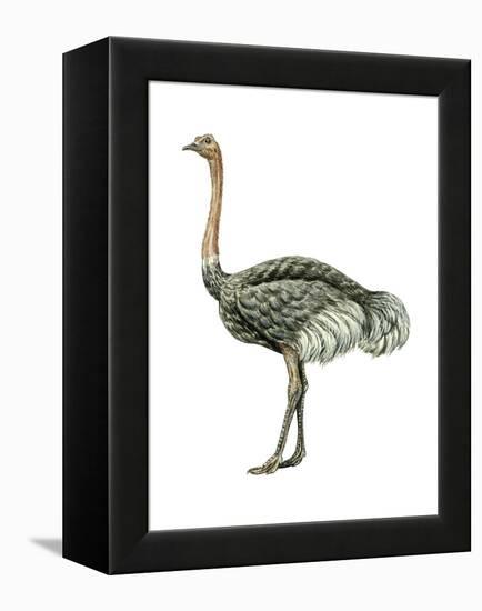 Ostrich (Struthio Camelus), Birds-Encyclopaedia Britannica-Framed Stretched Canvas