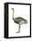 Ostrich (Struthio Camelus), Birds-Encyclopaedia Britannica-Framed Stretched Canvas